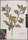 Foto von Salix discolor Muhl.